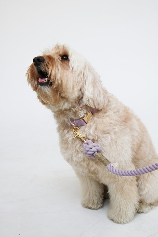 Furlou Cotton Canvas Dog Collar - Lavender