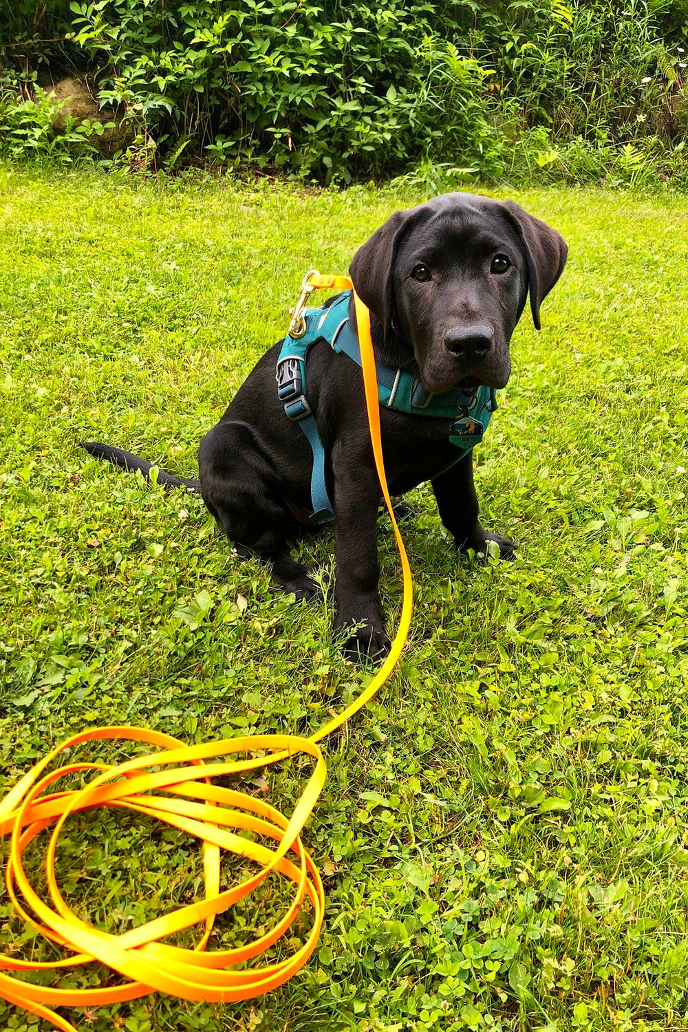 15' Long Line Biothane Leash