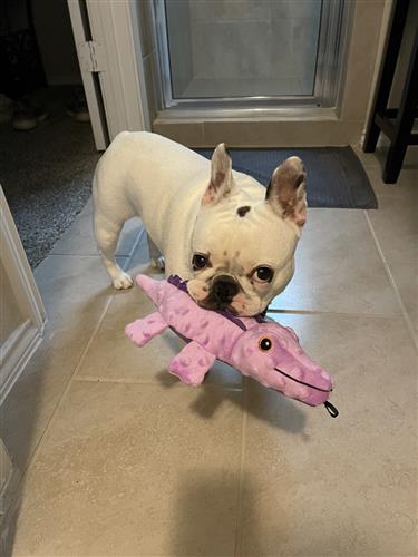 SnugArooz Ellie the Gator Plush Dog Toy 12"