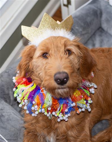 Pet Party Crown - Gold