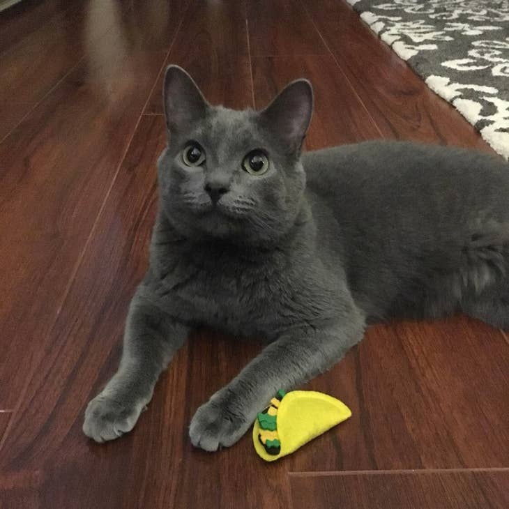 Catnip Taco
