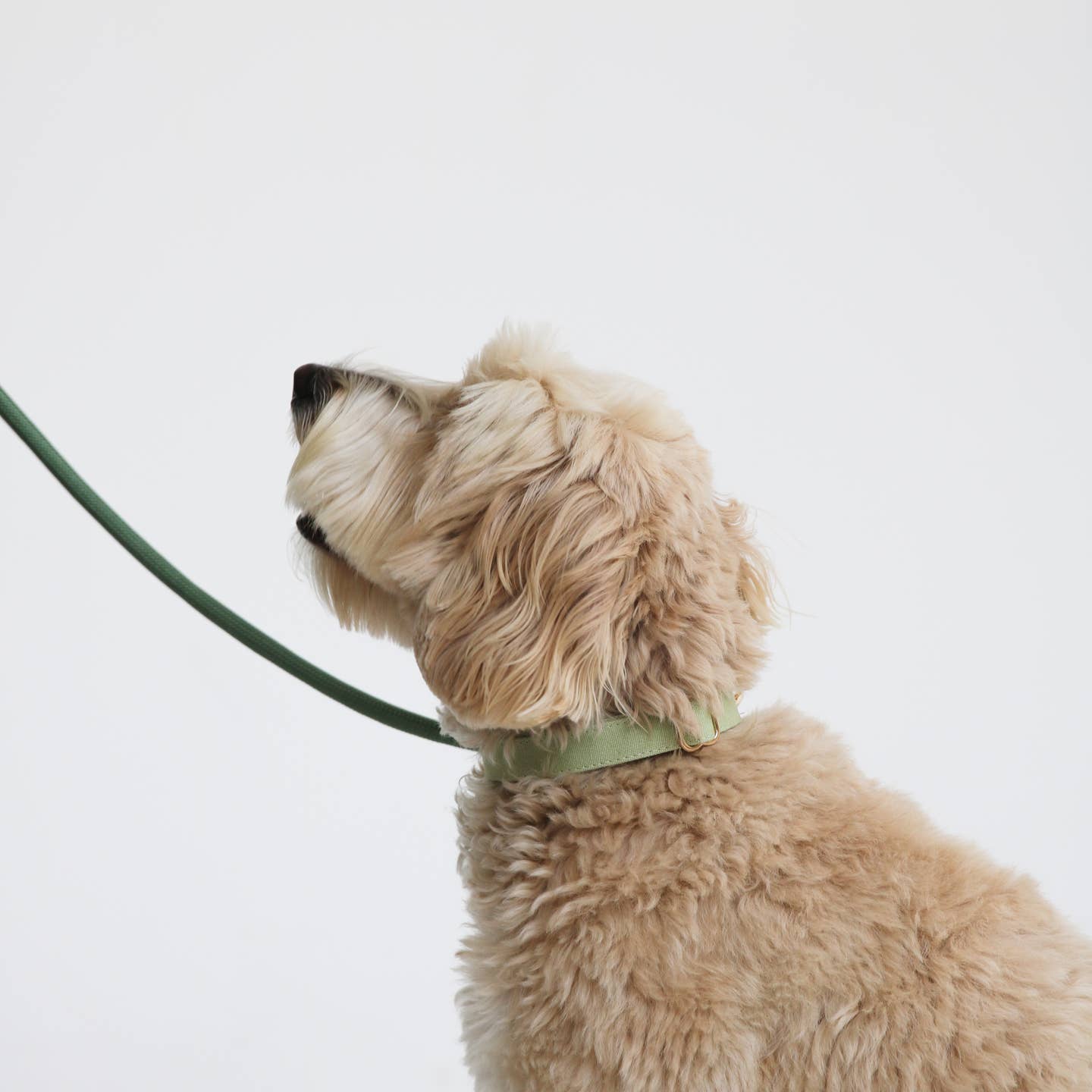 Furlou Cotton Canvas Dog Collar - Sage Green
