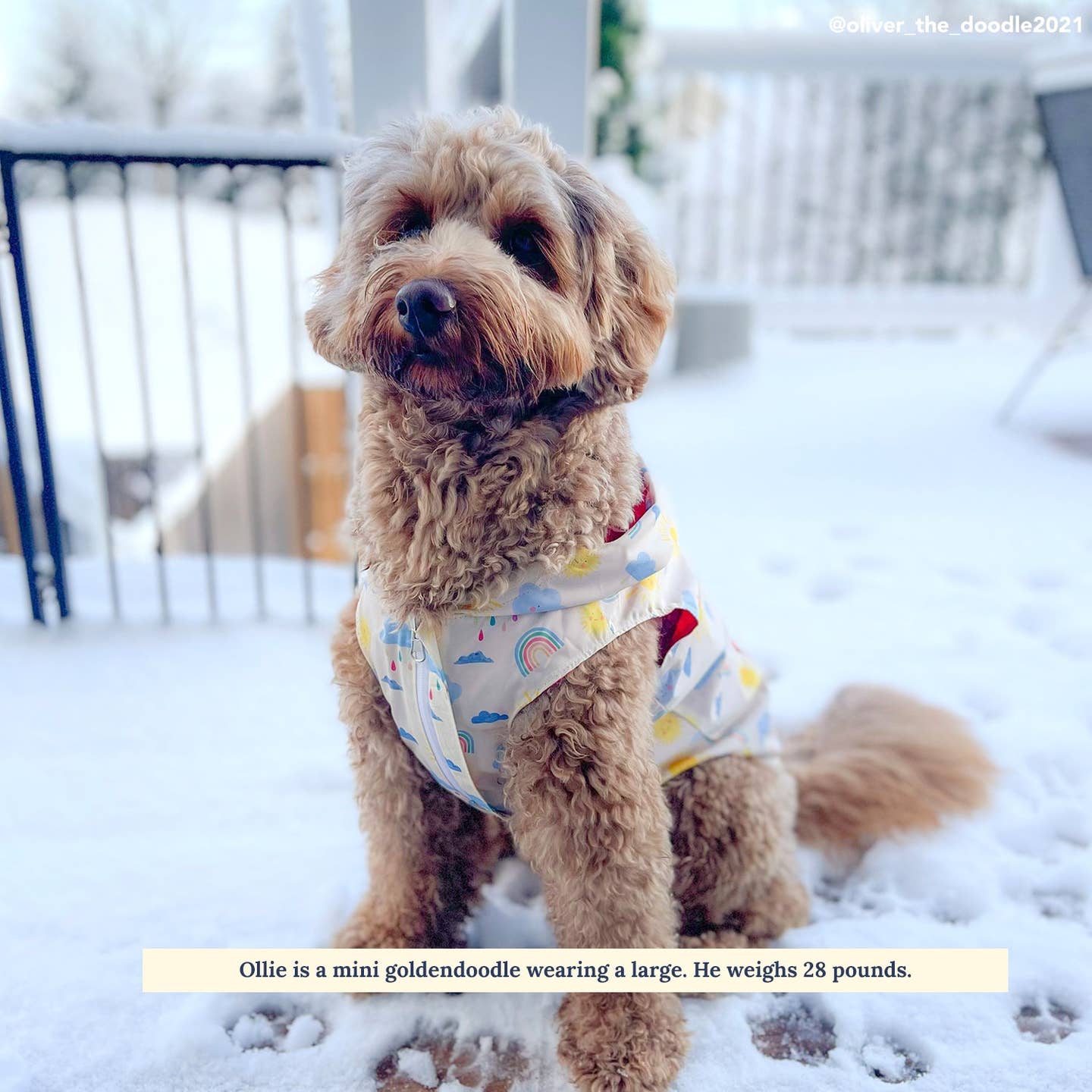 The Rain or Shine Reversible Dog Raincoat