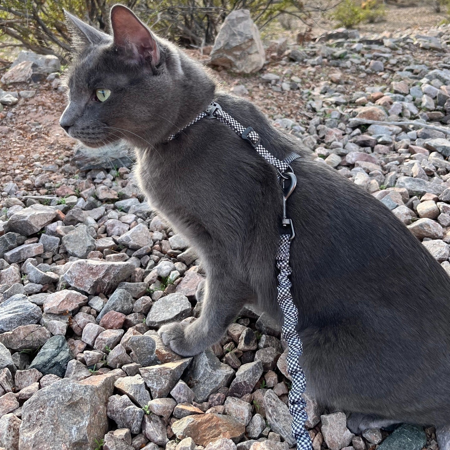 "The Day Tripper" Adjustable H-Style Cat Harness & Leash - Checkered
