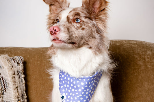 Lavender Reversible Dog Bandana
