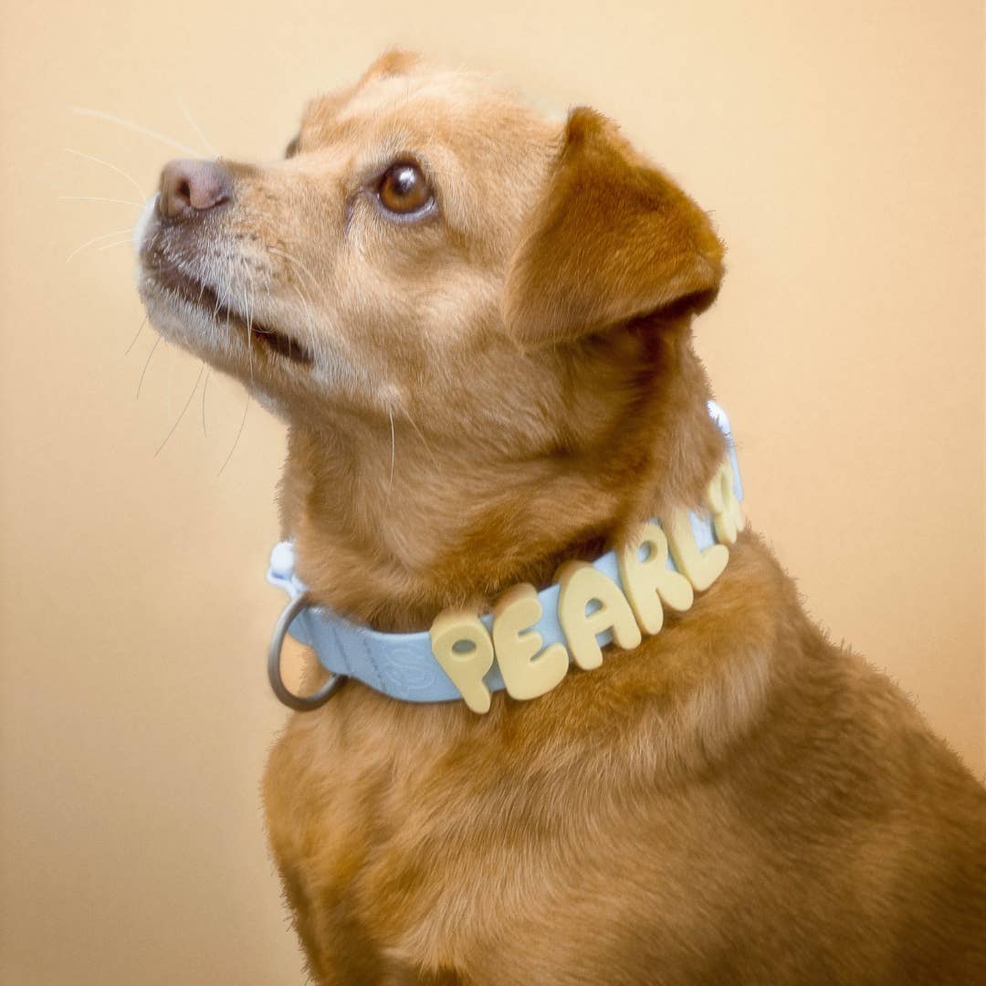 Springer Waterproof & Adjustable Dog Collar - Sky Blue