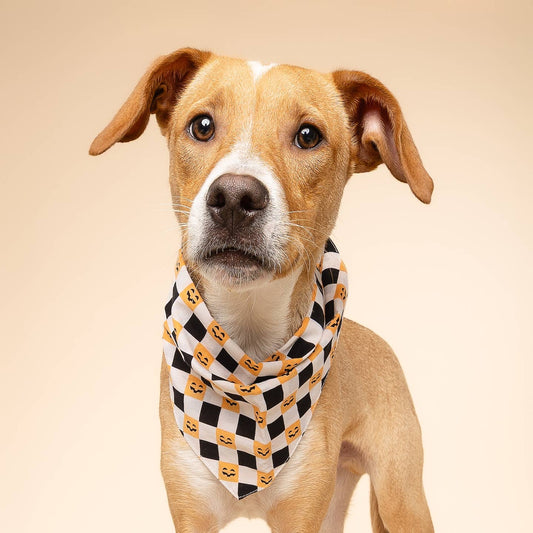 Trick or Treat Halloween Dog Bandana