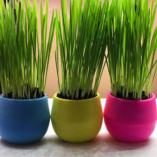 Cat Grass Garden Balls