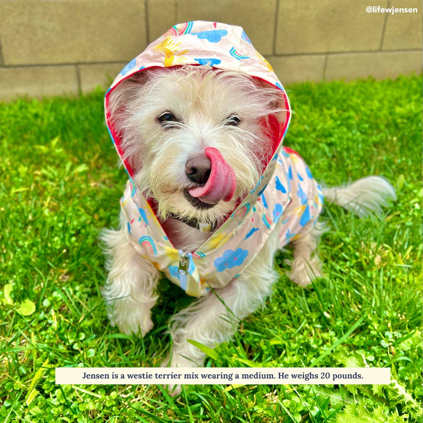The Rain or Shine Reversible Dog Raincoat