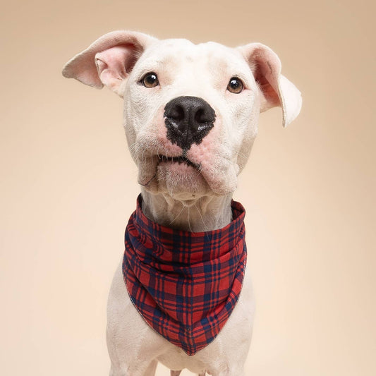 Cabin Plaid Dog Bandana