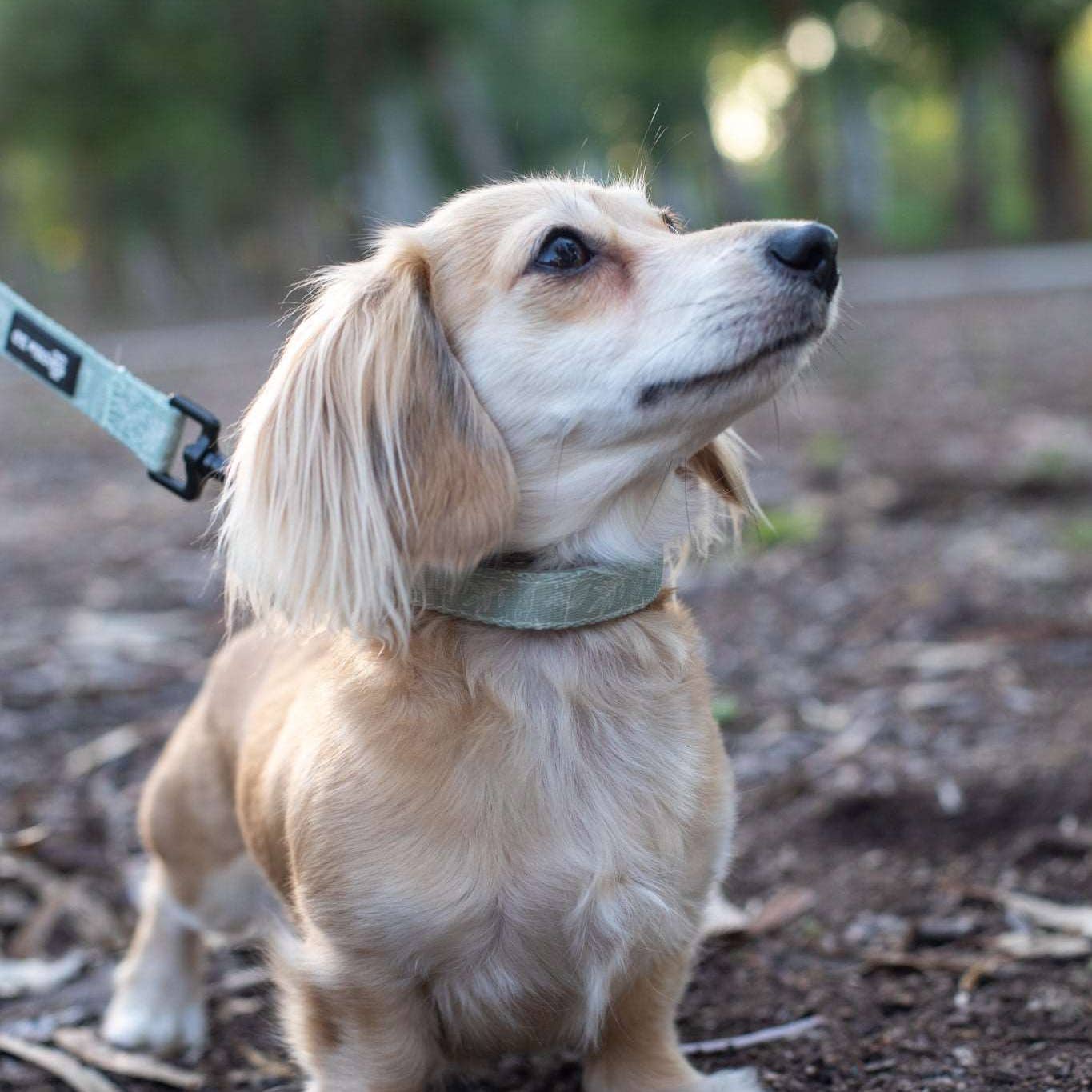 Botanical Dog Collar