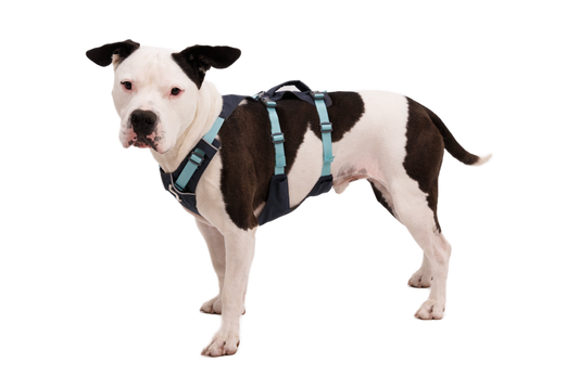 Ruffwear Flagline Basalt Gray Dog Harness