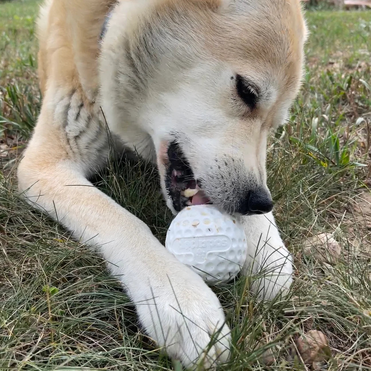 Golf Ball Chew Toy & Treat Dispenser