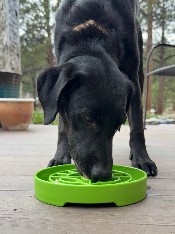 Garden Design eTray Enrichment Shallow Slow Feeder Dog Bowl
