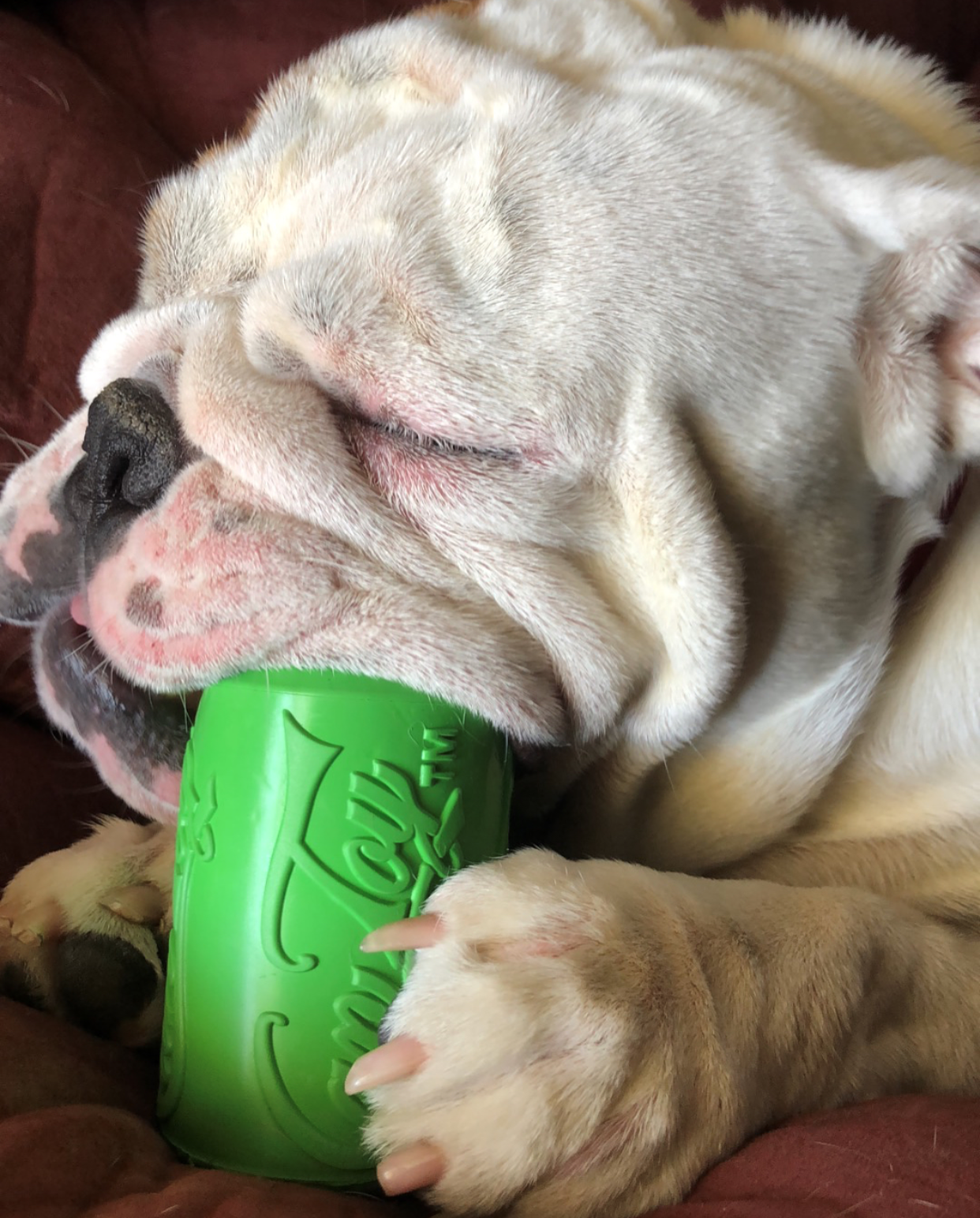 Soda Pop Can Dog Toy and Treat Dispenser
