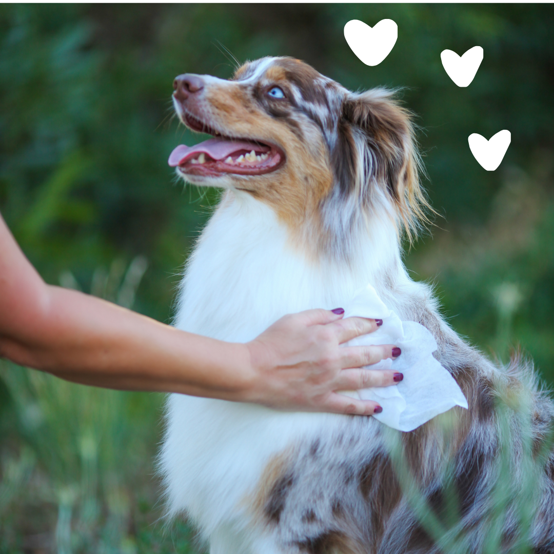 Hypoallergenic Grooming Wipes for Dogs & Cats - 100 ct