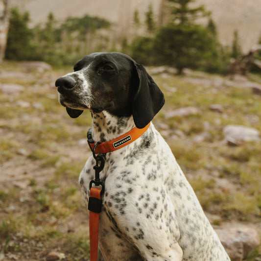 Terracotta Waterproof Collar