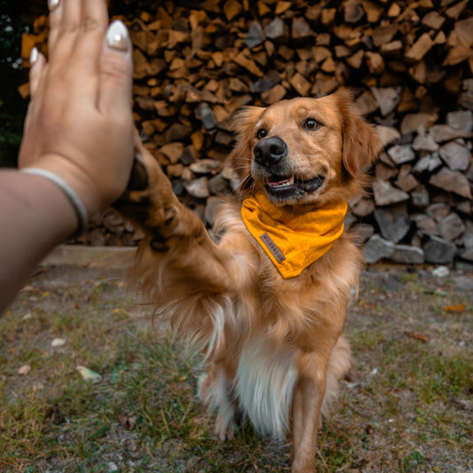 Mustard Cooling Bandana