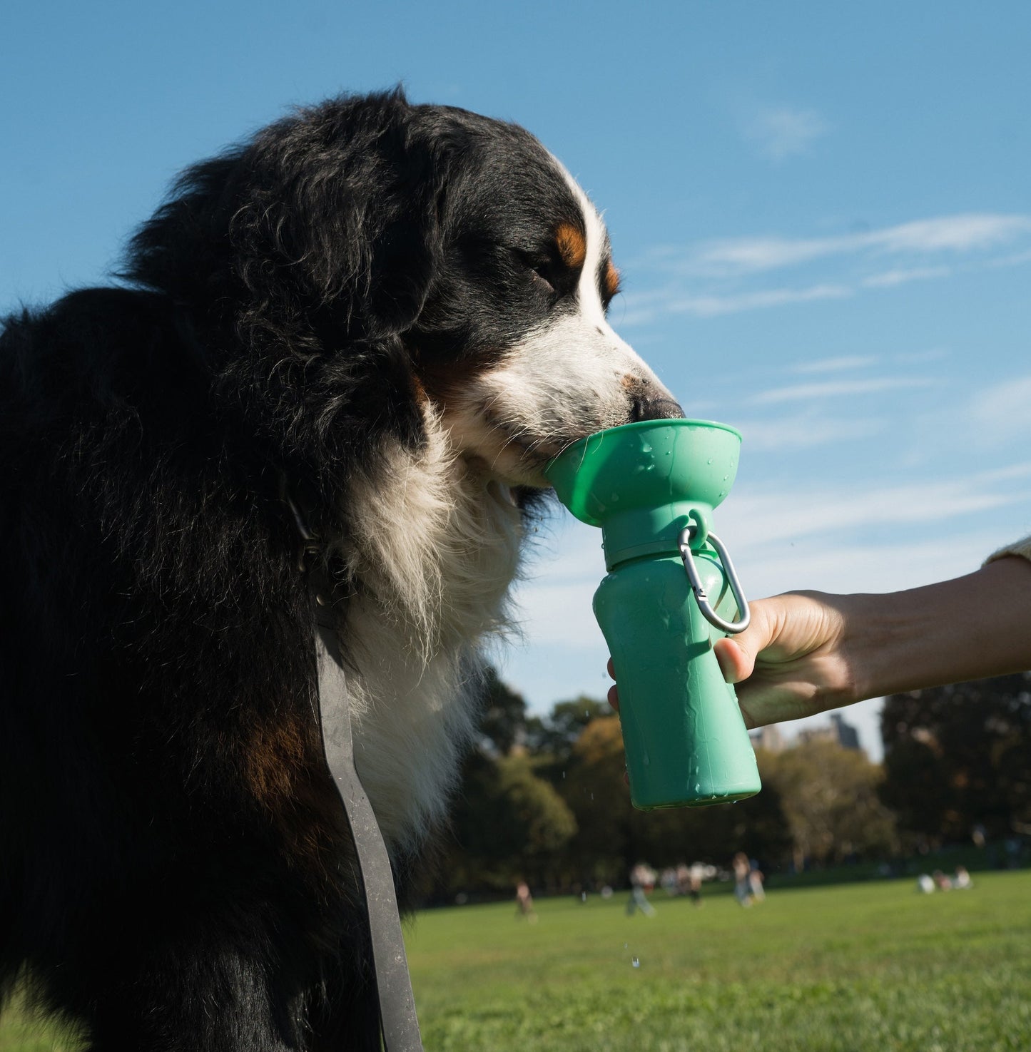Springer Flip Dog Travel Water Bottle