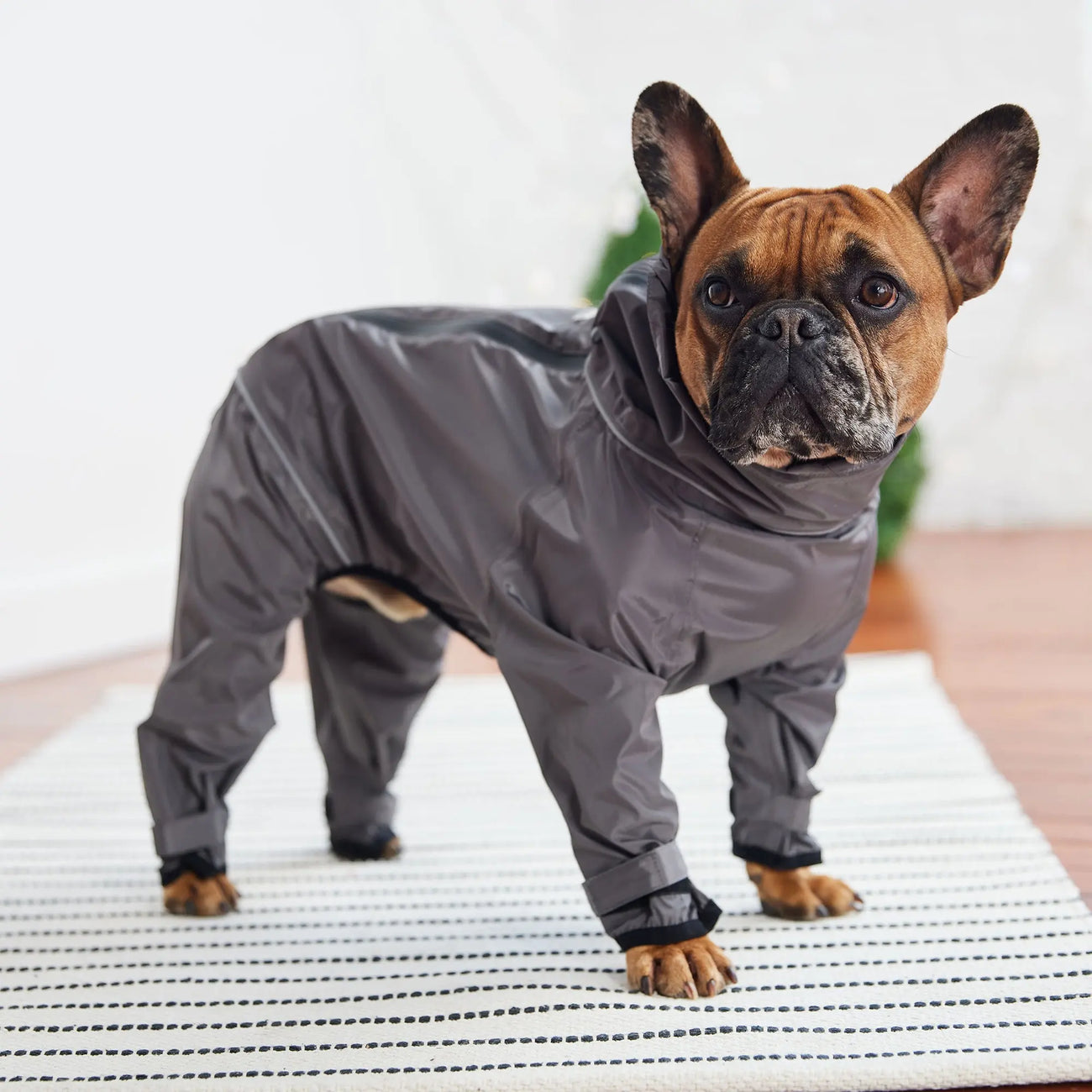 Dog Splash Suit