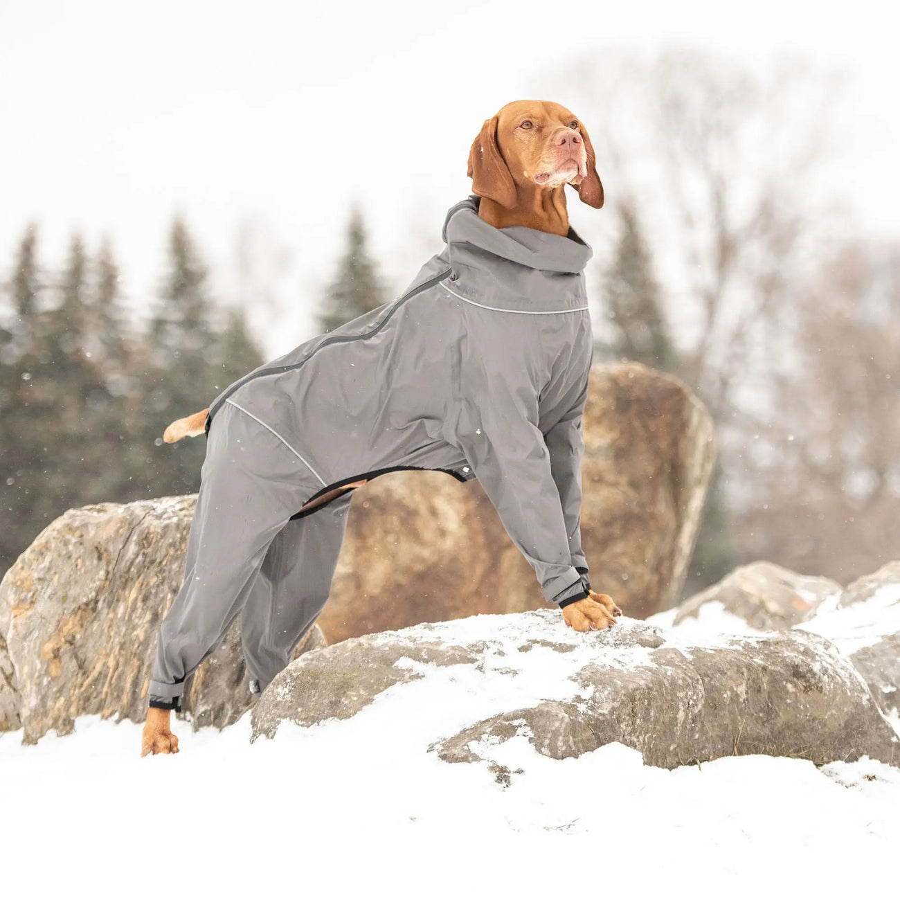 Dog Splash Suit