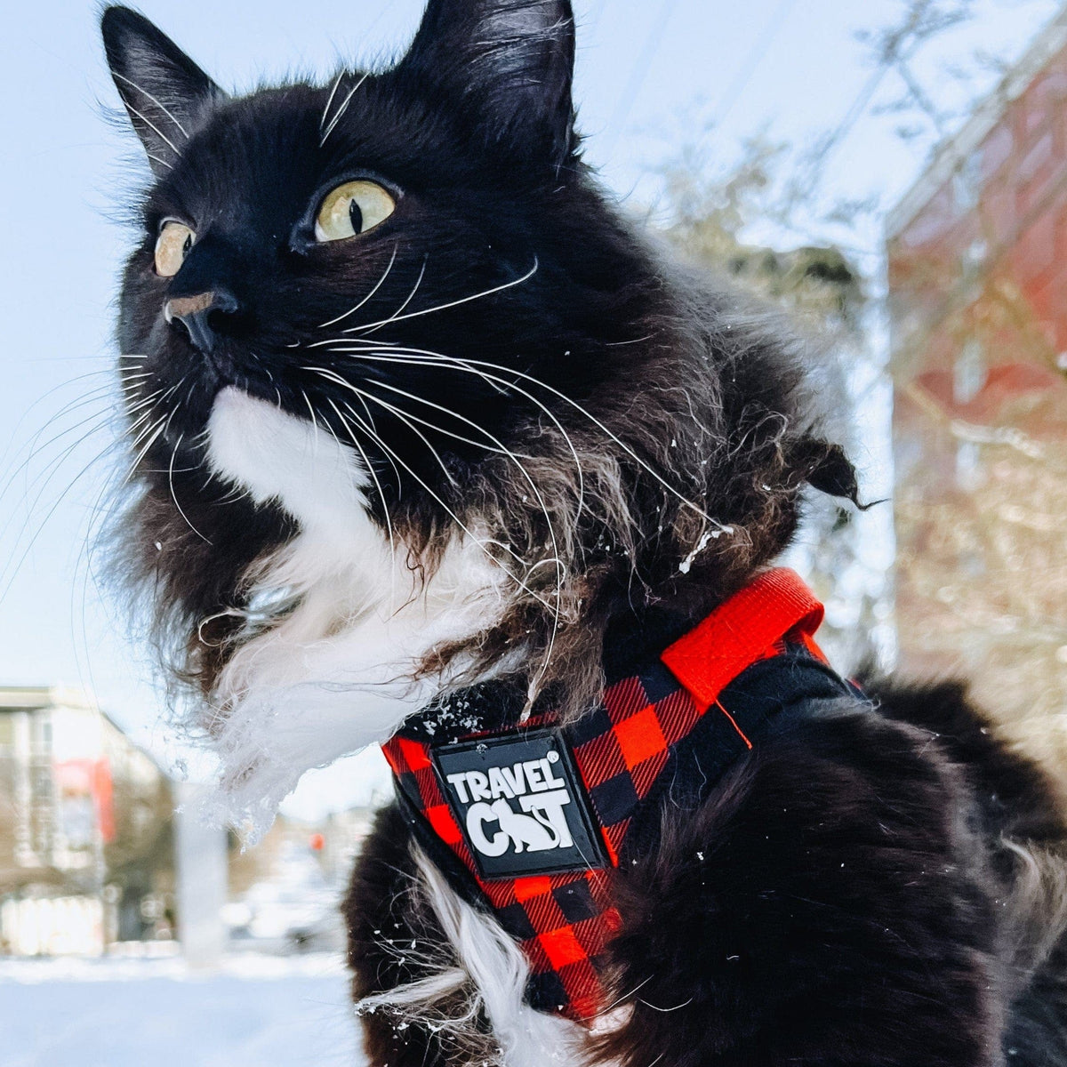 "The Pawsitively Plaid" Limited Edition Cat Harness & Leash Set