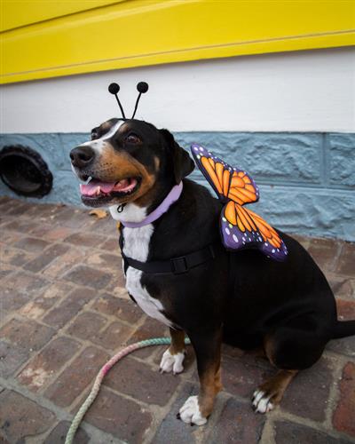 Butterfly Wings + Hat Pet Costume