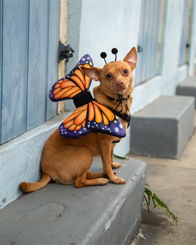 Butterfly Wings + Hat Pet Costume
