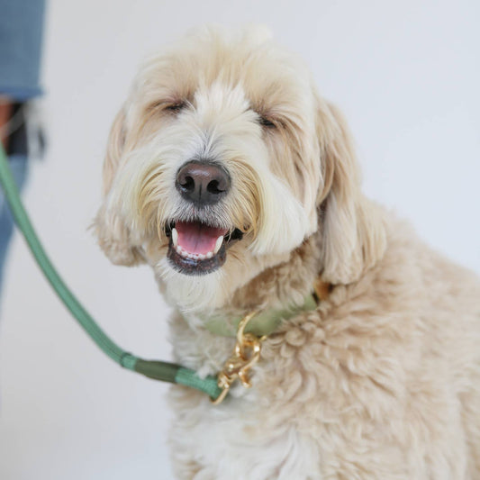 Furlou Cotton Canvas Dog Collar - Sage Green