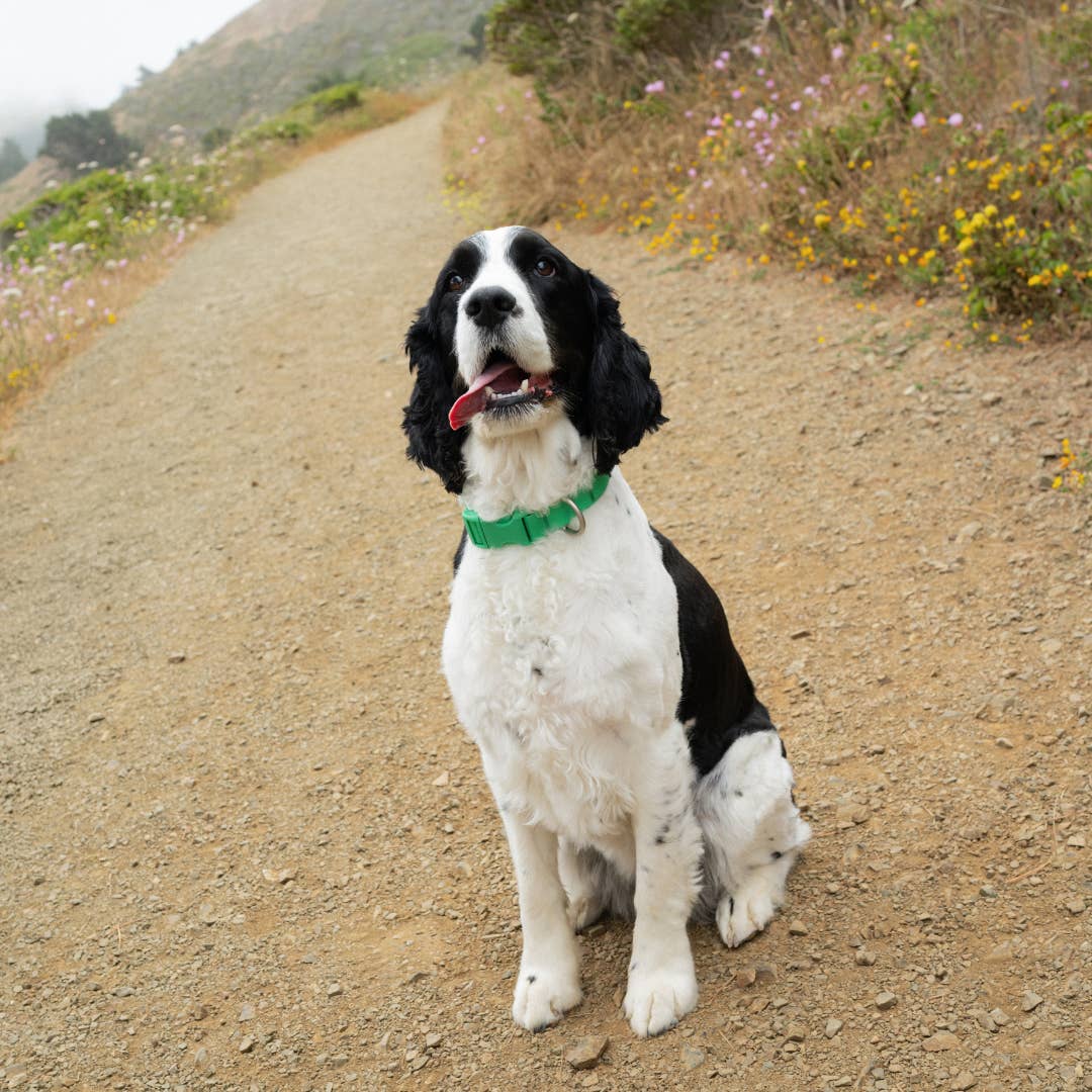 Springer Waterproof & Adjustable Dog Collar - Green