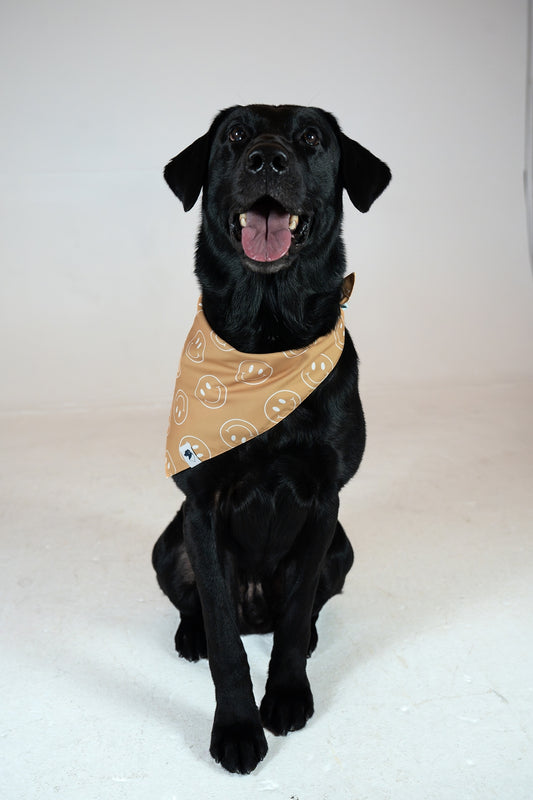 Smiles Reversible Dog Bandana