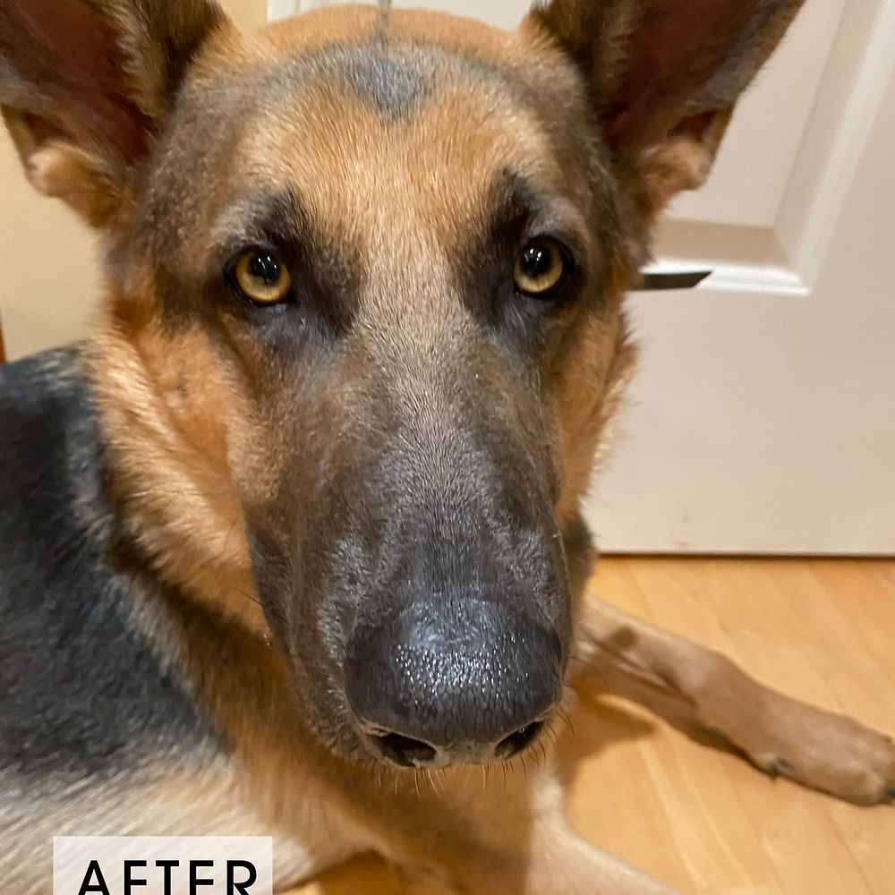 Balm Diggity Dog Skin Therapy With Activated Charcoal and Oatmeal - 2 oz Tin