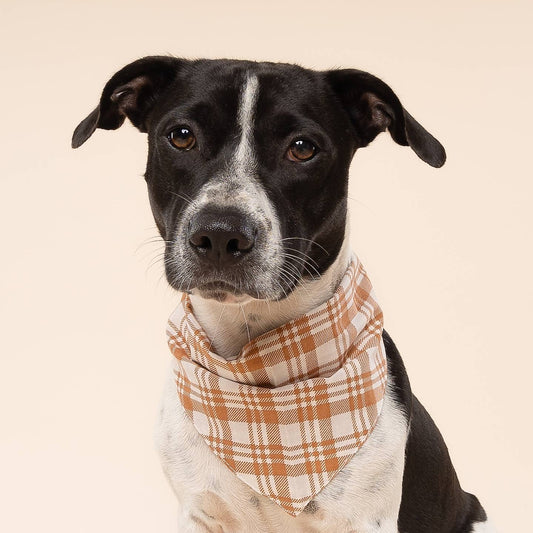 Ginger Dog Bandana