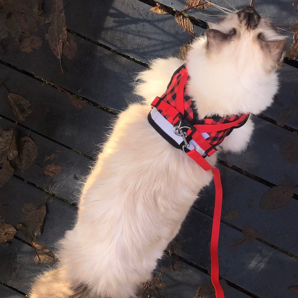 "The Pawsitively Plaid" Limited Edition Cat Harness & Leash Set