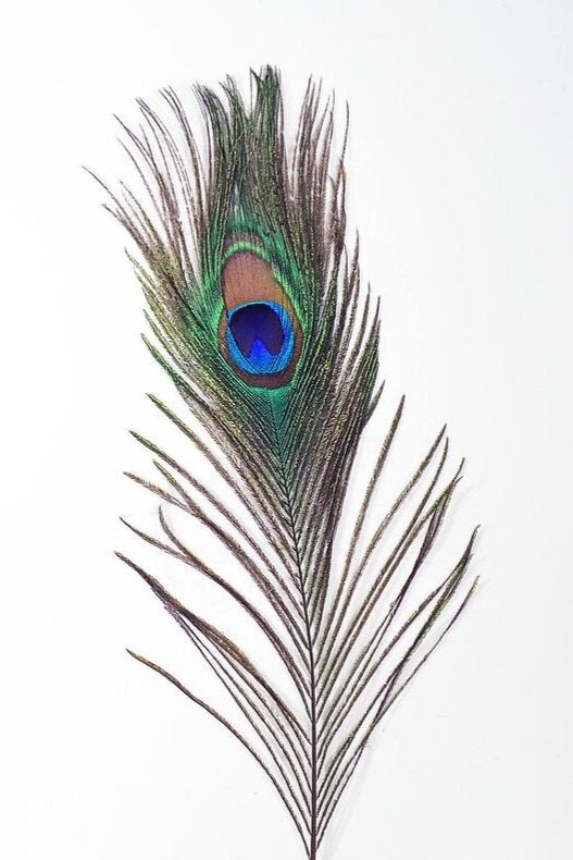 Peacock Feather Cat Toy