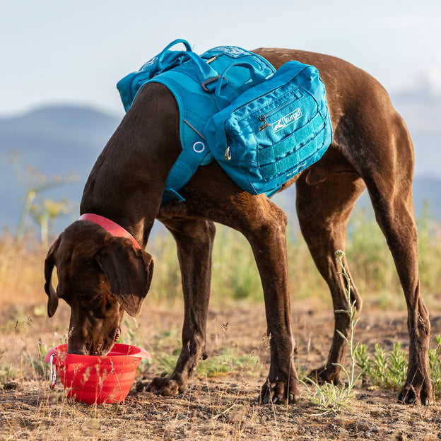 Kurgo Collaps-A-Bowl