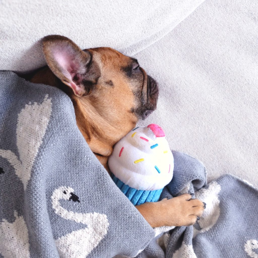 Blue Cupcake Plushie Squeaky Toy