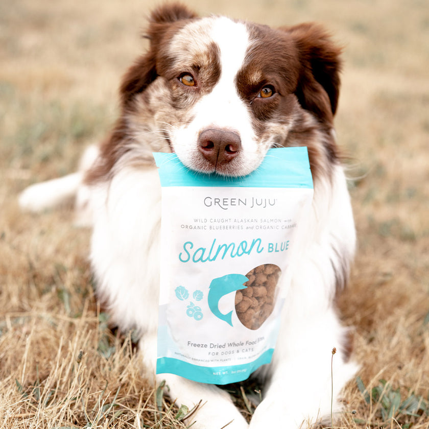 Green Juju Salmon Blue Whole Food Bites For Dogs & Cats - 3 oz