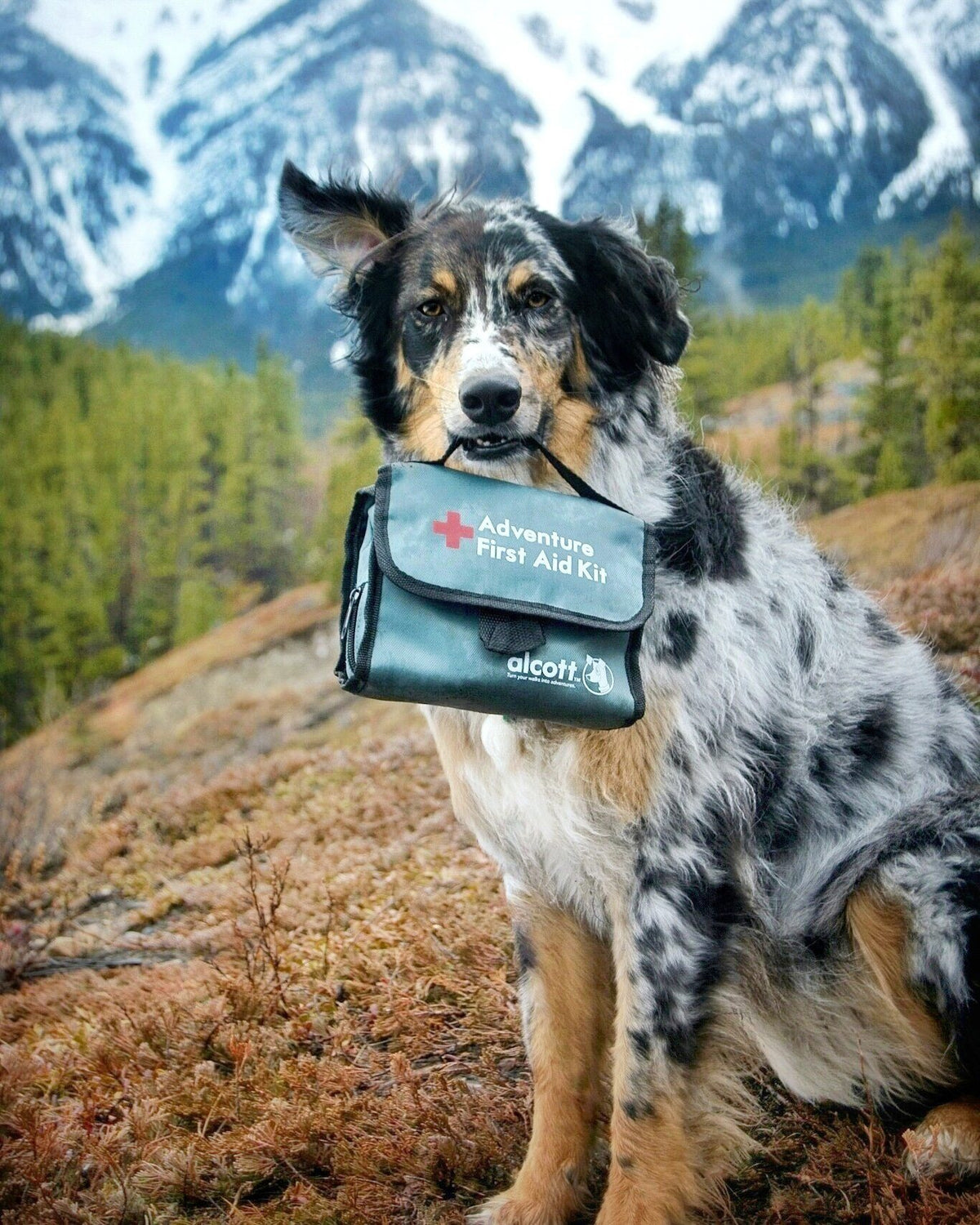 Pet First Aid Kit