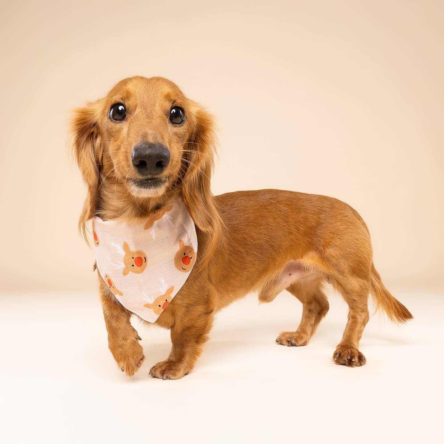 Rudolph Christmas Dog Bandana