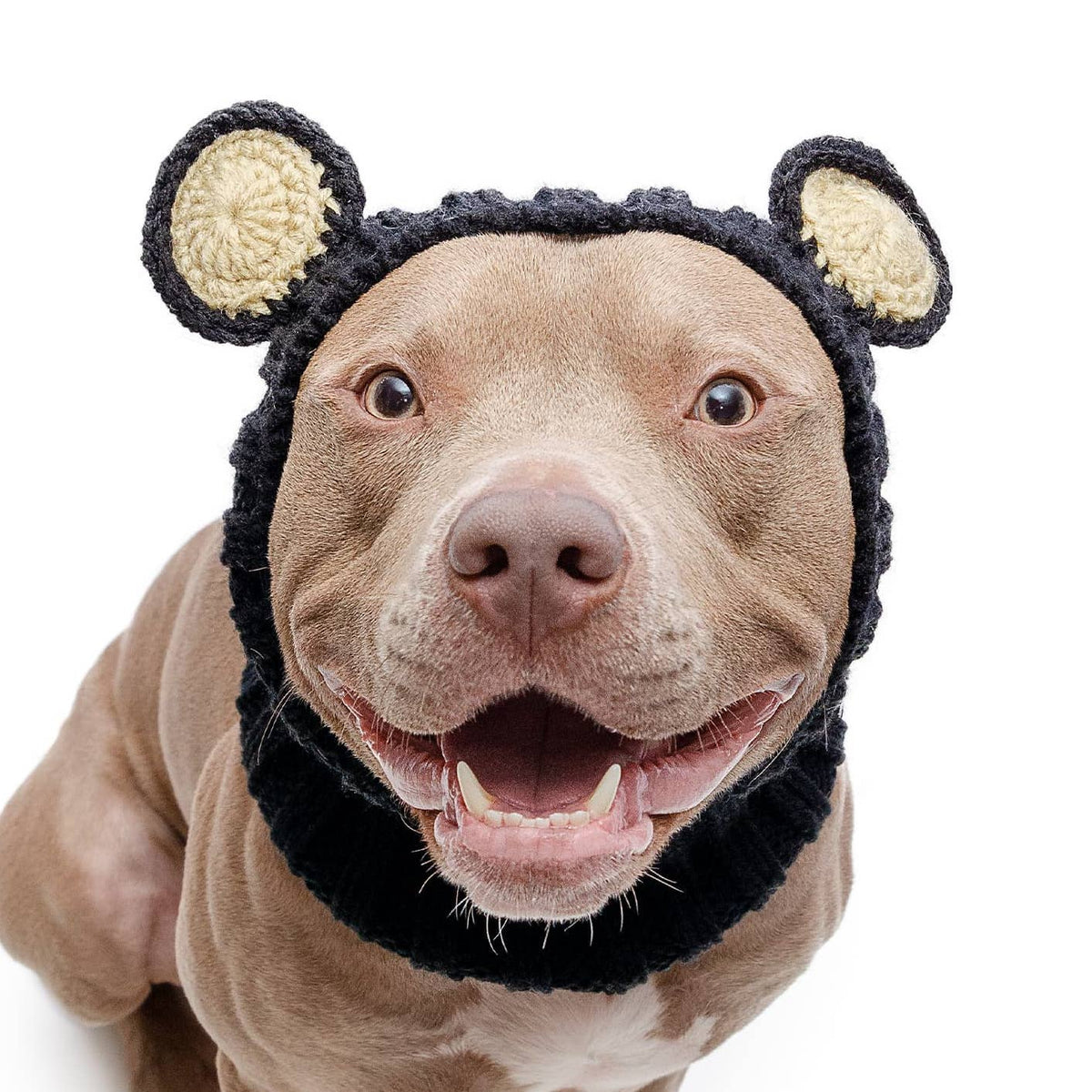Black Bear Dog Snood