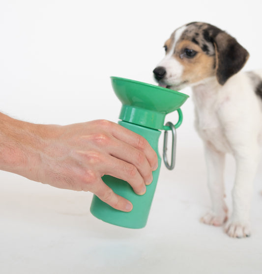 Springer Dog Travel Water Bottle - 15oz Mini - Sky Blue