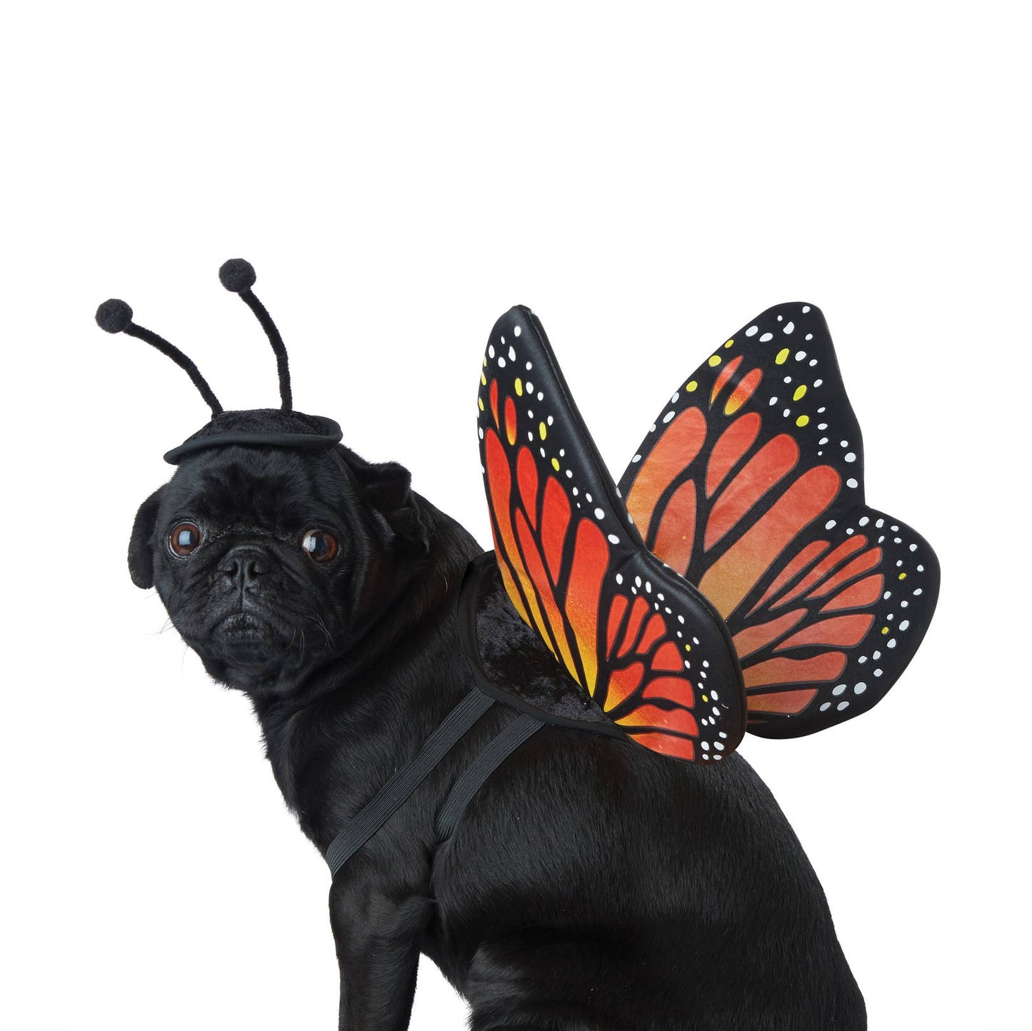 Monarch Butterfly Pet Costume