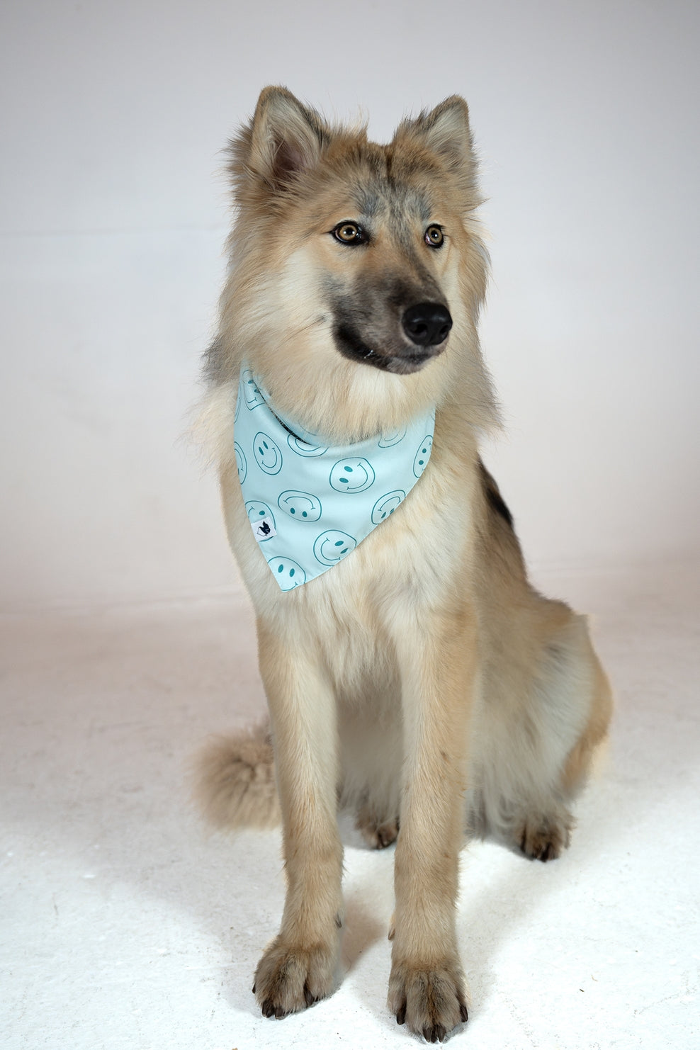 Smiles Reversible Dog Bandana