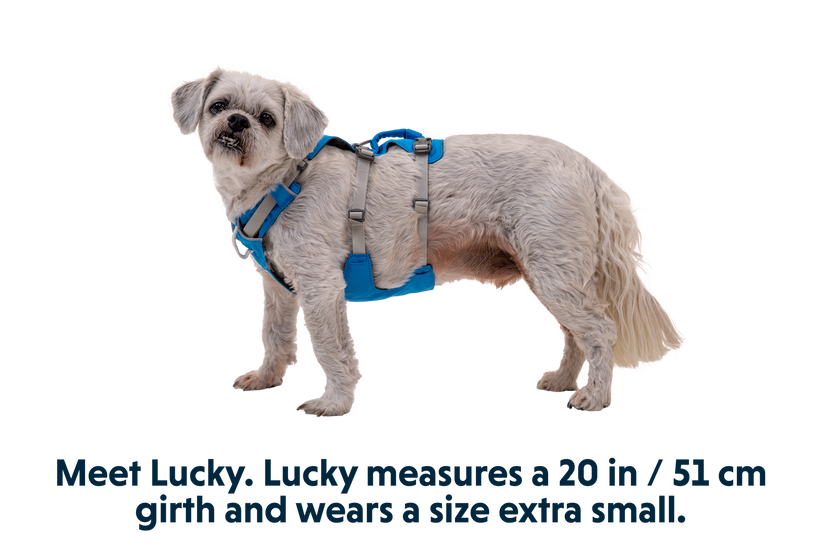 Ruffwear Flagline Blue Dusk Dog Harness