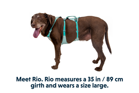 Ruffwear Flagline Sage Green Dog Harness
