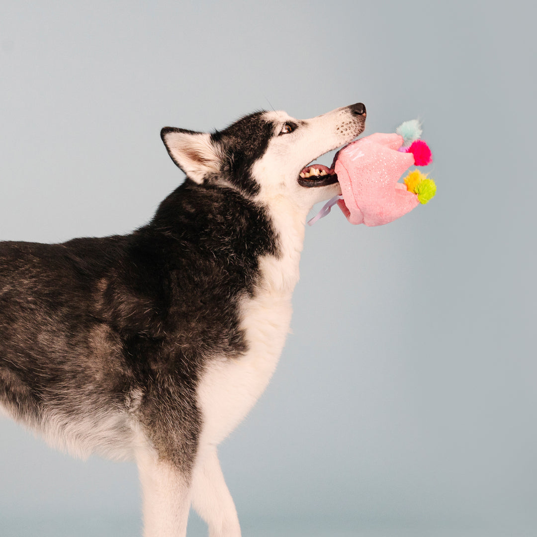 If The Crown Fits Dog Toy & Hat