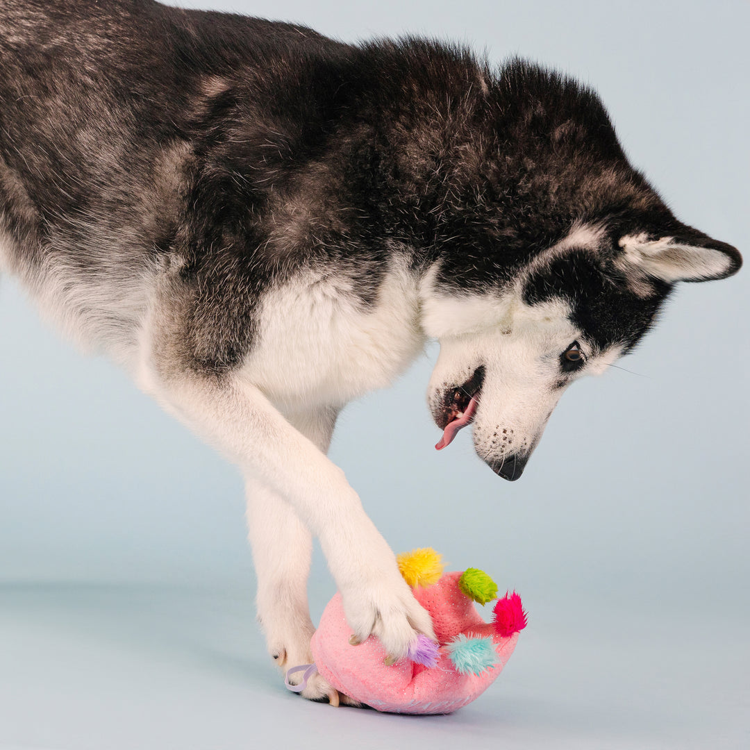 If The Crown Fits Dog Toy & Hat