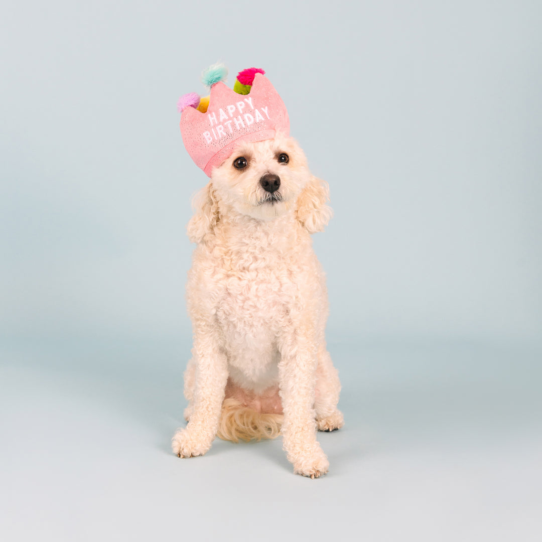 If The Crown Fits Dog Toy & Hat