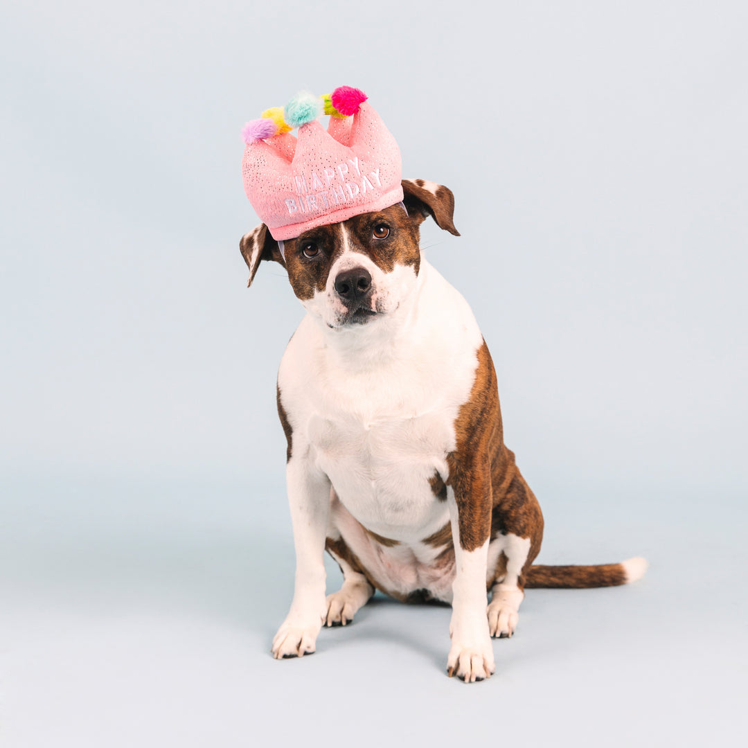 If The Crown Fits Dog Toy & Hat